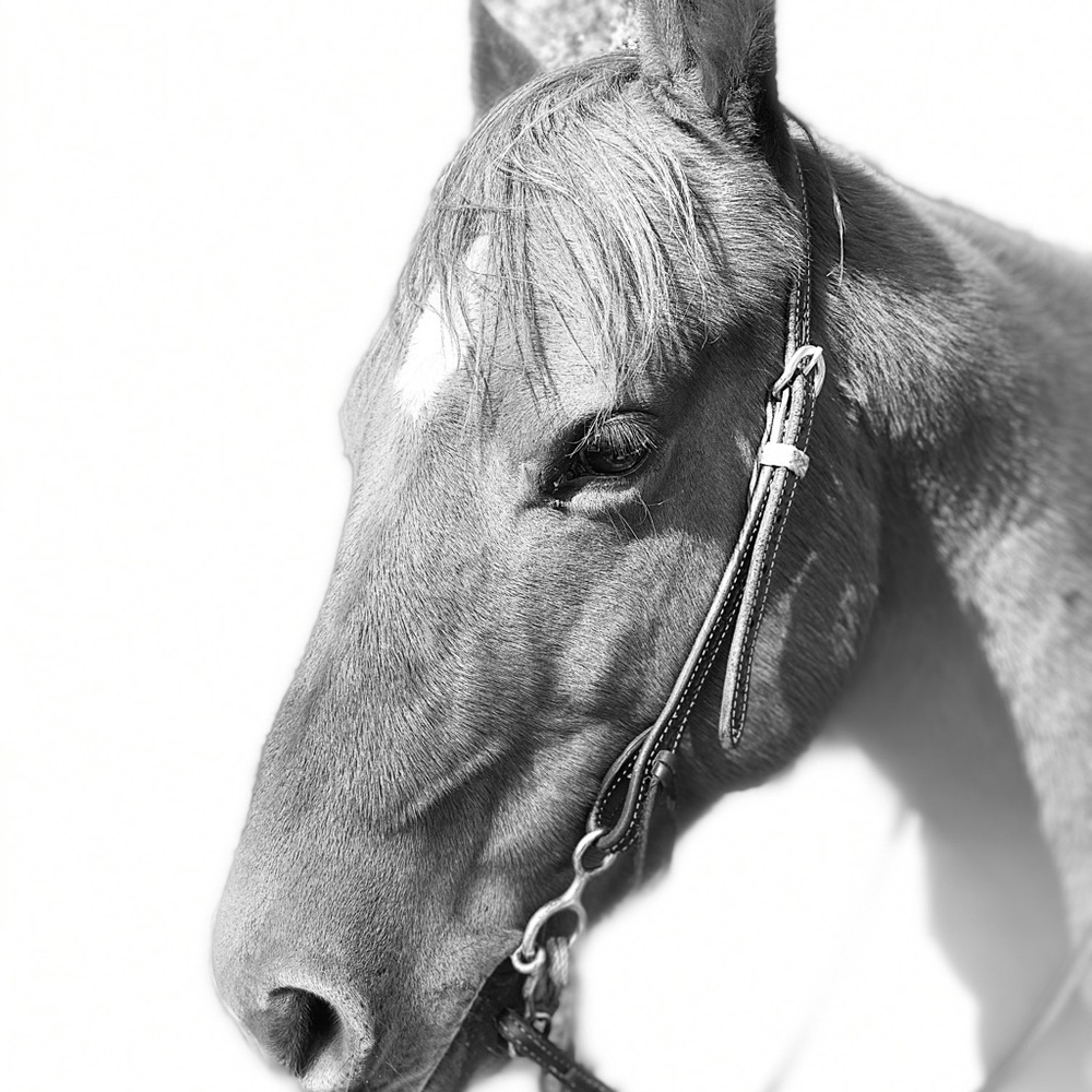 Meet your Posher, Morgan